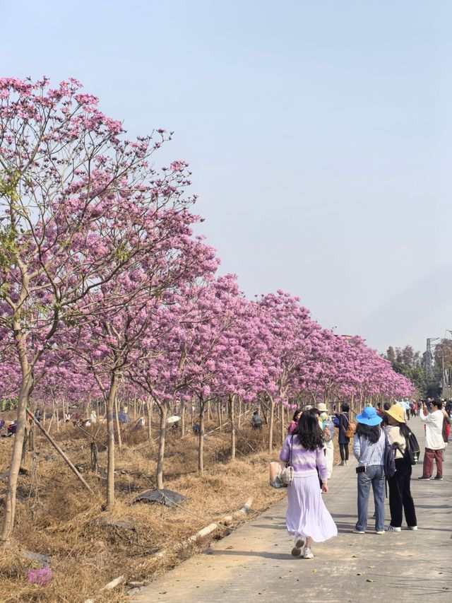 廣州南沙：紫色風鈴花綻放