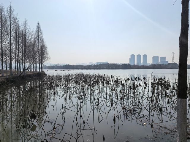 充盈生命活力之金銀湖濕地公園