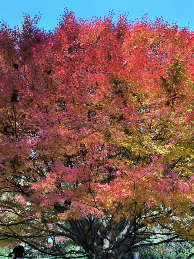 嶽麓山楓葉紅於二月紅