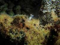 Liveaboard North Andaman 4 วัน 15 dive