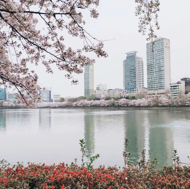 Best Cherry Blossam spots in South Korea 🌸🇰🇷