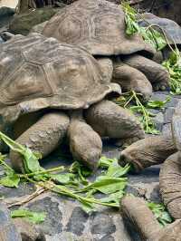 Pet the giant tortoises 😍🐢