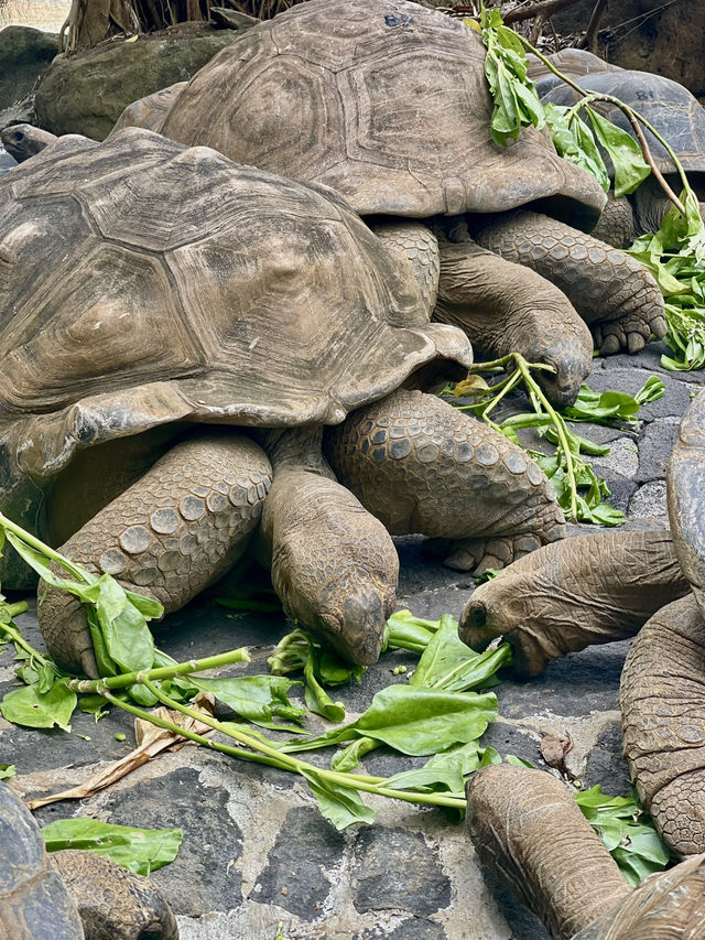 Pet the giant tortoises 😍🐢