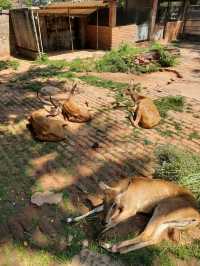 斯里蘭卡科倫坡動物園:和熱帶動物們來一次親密接觸