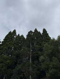 【伊東】ドライブしてみよう！The 田舎の風景の中で森林浴