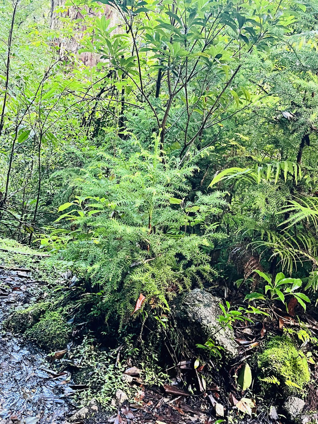 【屋久島】縄文杉🌲トレッキングツアー