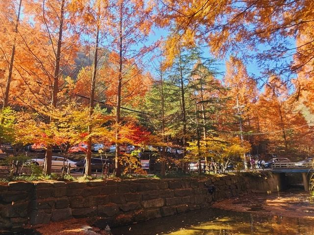 The Metasequioa walk at Jangtaesan Recreational Forest