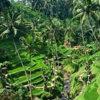 Swinging Into Paradise: A Day at Alas Harum Bali