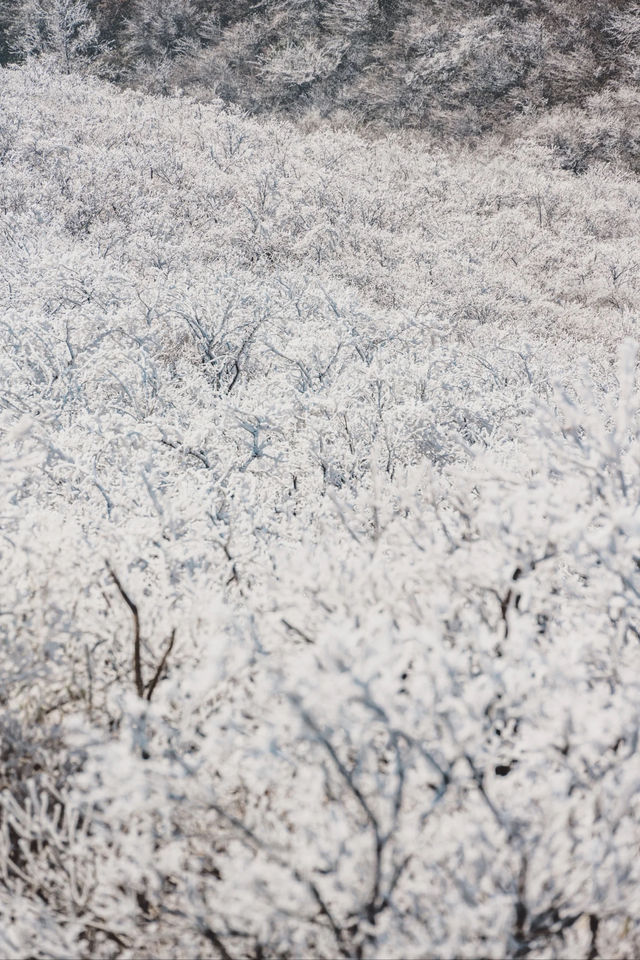 杭州初雪市區一小時可達的鸬鳥山賞雪攻略