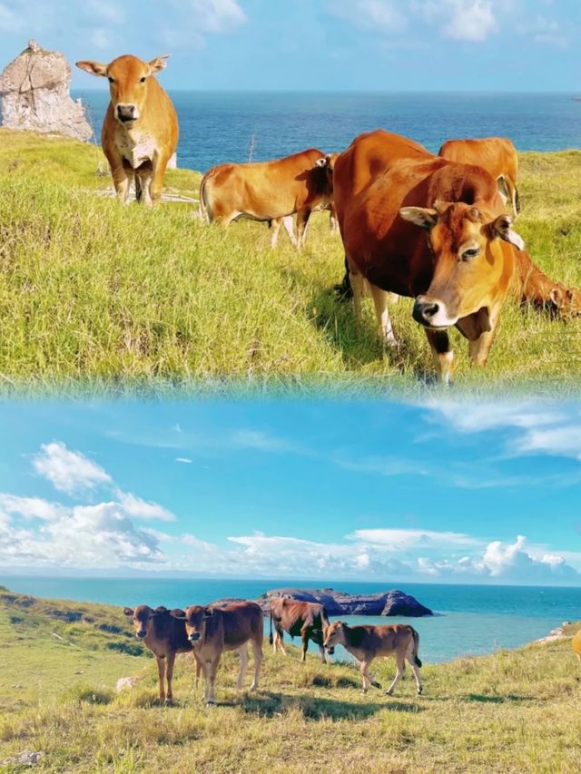 福州遛娃推薦這個島嶼給熱愛山海的朋友們