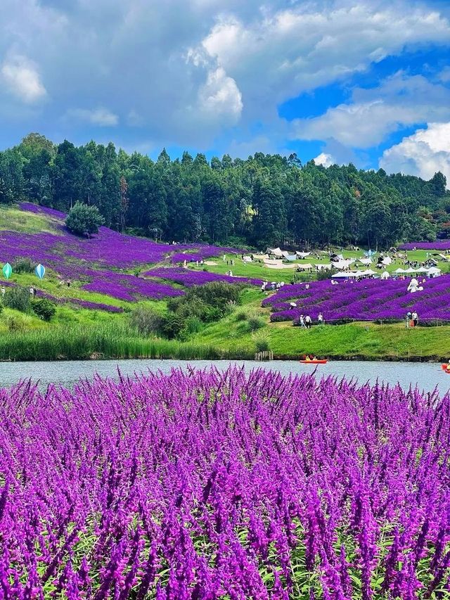 華僑城雲端花海。