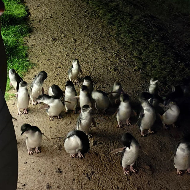 Witness the Magic of Phillip Island's Penguin Parade!