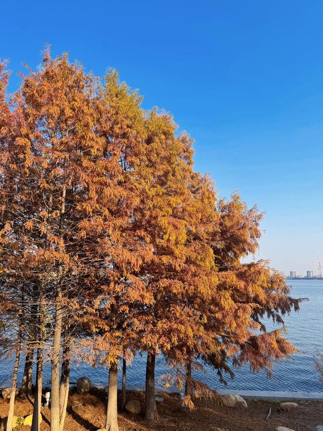 少海濕地公園！太適合周末遛娃啦