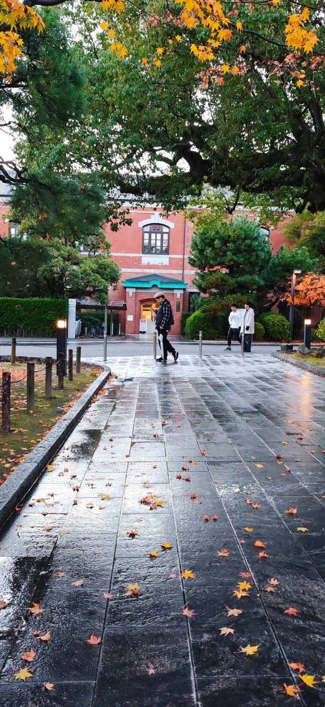 【最美紅葉季】京都大學，雨打黃昏更冷艷…