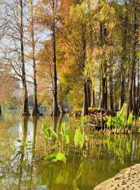 深圳｜洪湖公園落羽杉 錯過等一年