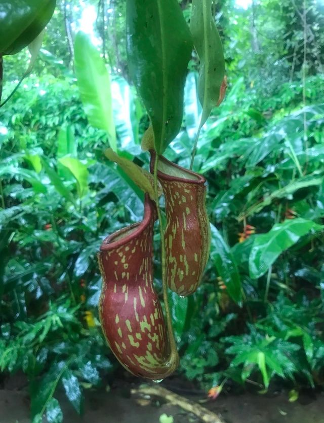 西雙版納中科院植物園遊覽攻略 | 闖入植物王國