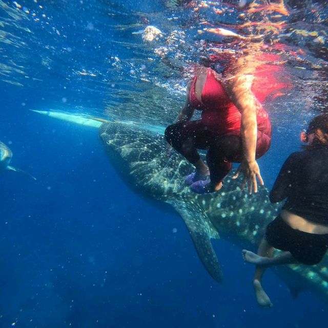 whale shark