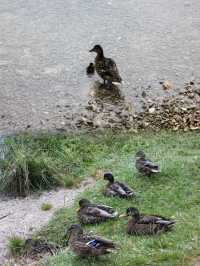 Embracing Serenity: Immersed in Nature at Lake Bohinj