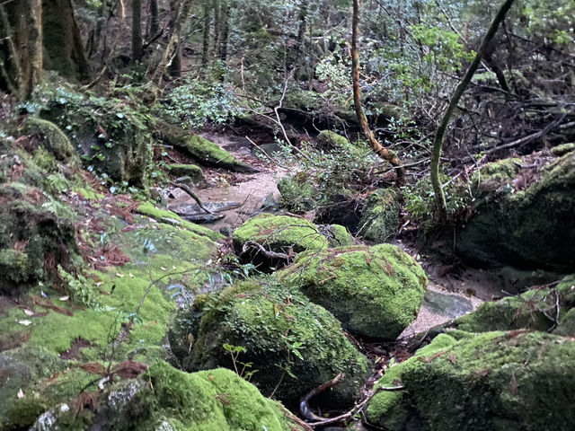 屋久島の白谷雲水峡はまさにジブリの世界だった！