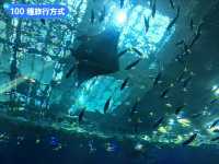 沖繩親子旅行好去處：亞州最大的美麗海水族館