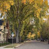 Calgary: The Gateway to the Canadian Rockies and Urban Charm