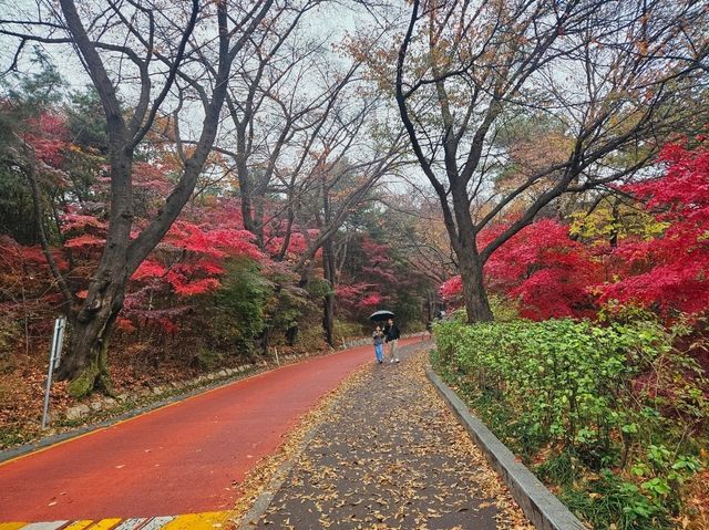 A nice trail of autumn foliage at Namsan Park trail