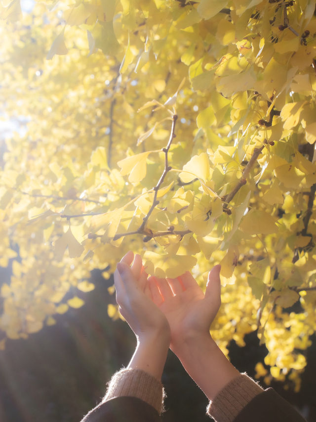 ⦅東京⦆ 東京大学～秋を感じる銀杏並木の名所🍂～