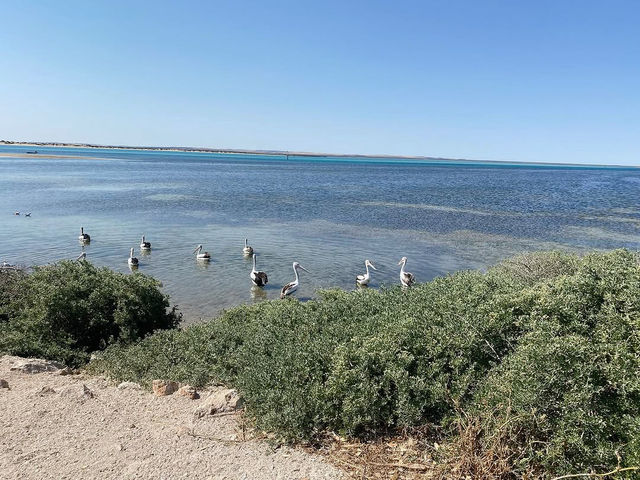 Venus Bay Caravan Park: A Beachfront Paradise on the Eyre Peninsula