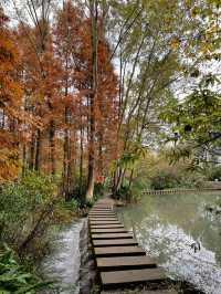 成都水杉紅了，很多人不知道這個寶藏公園