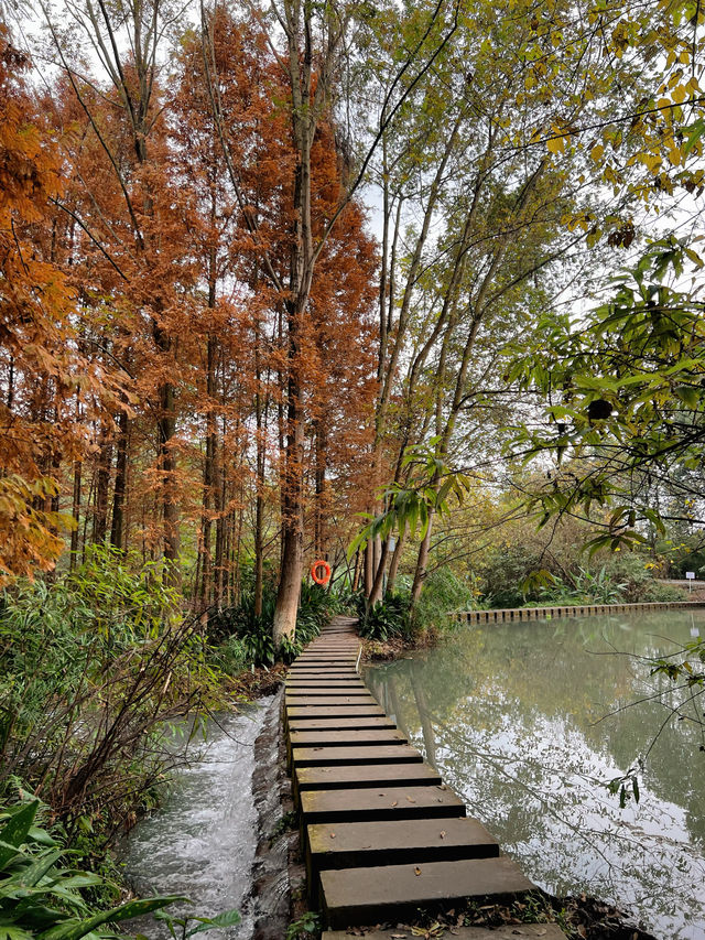 成都水杉紅了，很多人不知道這個寶藏公園