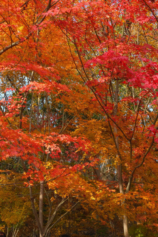 在棲霞山拍到了南京紅葉天花板