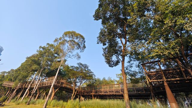 在深圳市區裡的空中樹屋棧道