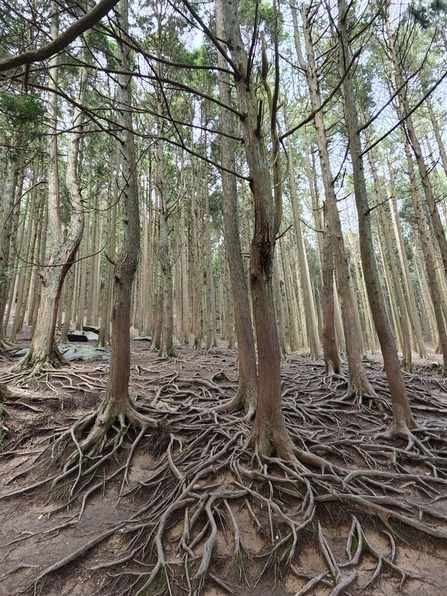 6天江西行井岡山-廬山美景一網打盡超詳細攻略