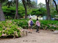 🇰🇷韓國｜釜山➰夏季釜山海邊賞五顏六色繡球花《海雲台 松林店》