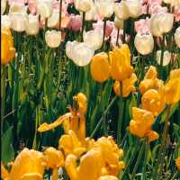 MESMERISING VIEW OF 73 VARIETIES OF TULIPS.