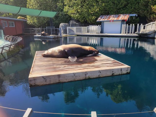 Vancouver Aquarium 🇨🇦🐟