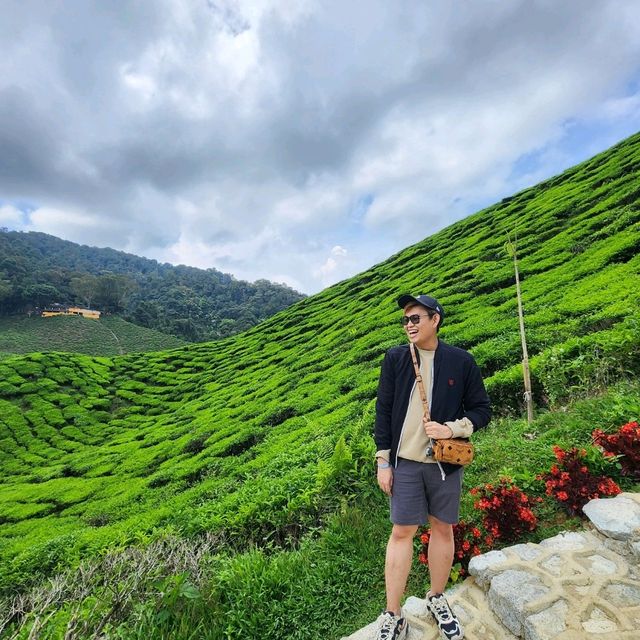 A Scenic Escape to Cameron Highlands: Tea, Strawberries, and Tranquil Beauty