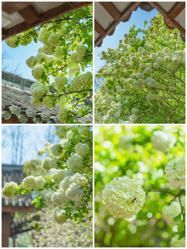 西施故里一場穿越千年的夢幻之旅