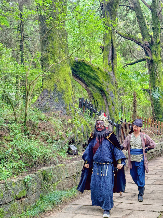 周末去哪兒帶娃重走翠雲廊千年古蜀道