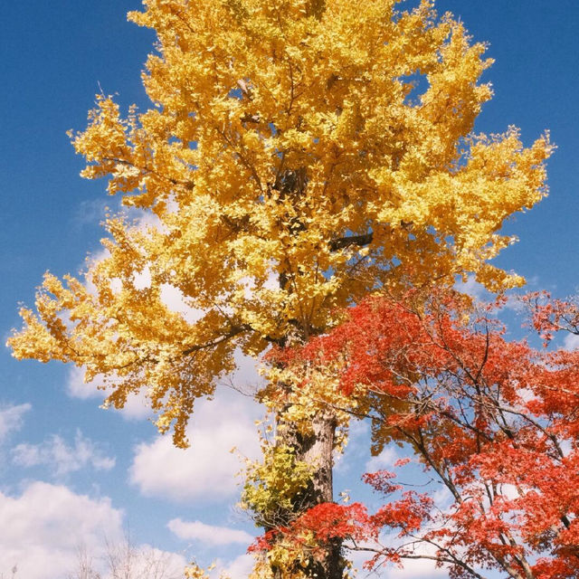 京都 ｜紅葉濃度最盛 絕美的嵐山路線