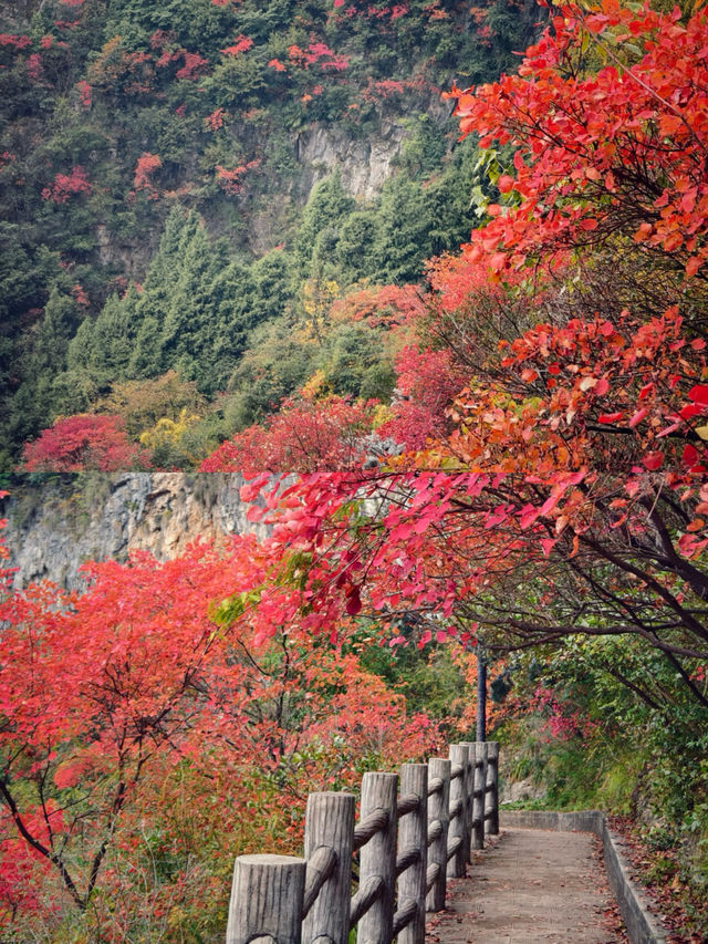 巫山三峡紅葉美得令人瘋狂！《國家地理》果然沒有騙我