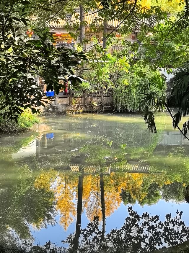 尋覓冬日裡的金黃～～南郊公園和錦里古街