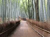 An enchanting moment at Arashiyama Bamboo Forest