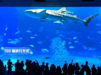 沖繩親子旅行好去處：亞州最大的美麗海水族館