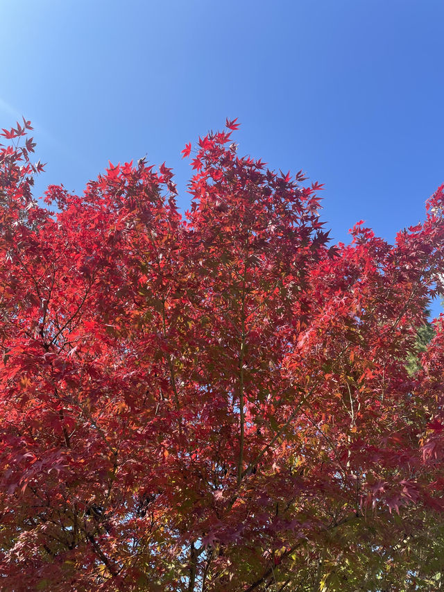 Autumn Foliage at Ewah University 