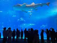 🌊沖繩美麗海水族館：世界最大水族箱與海豚表演的震撼之旅🐋