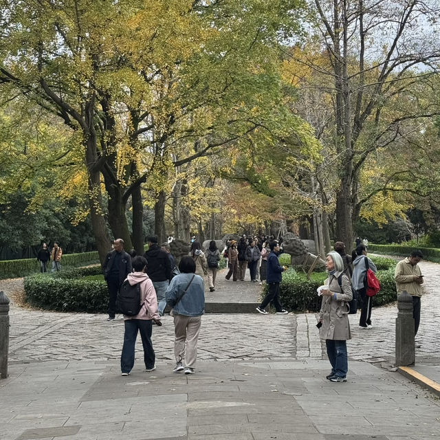 Beautiful Wutong Avenue in Nanjing