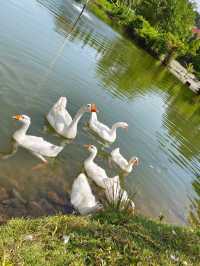 Qing Xin Ling Leisure & Cultural Village, Ipoh: A Hidden Gem of Serenity and Heritage