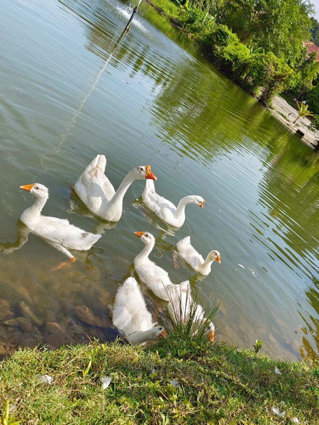 Qing Xin Ling Leisure & Cultural Village, Ipoh: A Hidden Gem of Serenity and Heritage