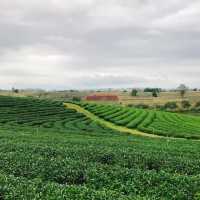 🇹🇭不能錯過在清萊的翠峰茶園 ｜既有茶製蛋糕又可以拍卡拍照！